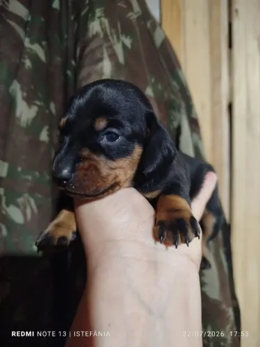 Daschund fêmea