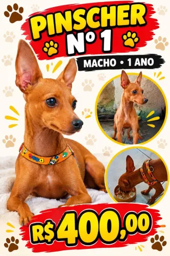 Pincher Marrom