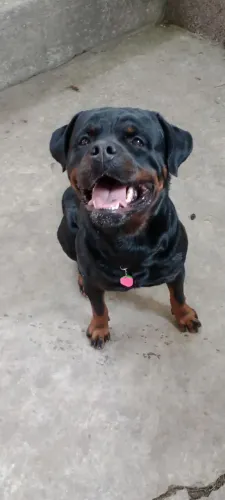Rottweiler macho para cruzar