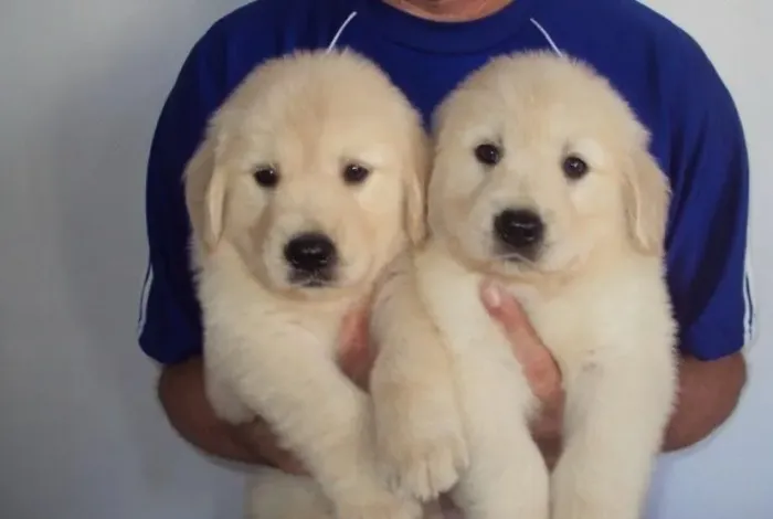  Golden Retriever Filhotinhos Lindos Macho Vacinados e Vermífugo 