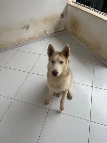 Husky siberiano fêmea de 9 meses