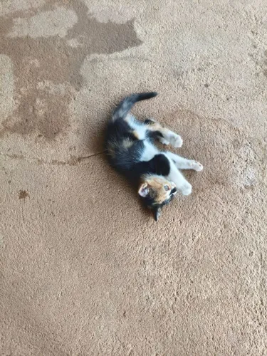 Adoção de gatinhas
