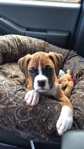 Filhotes De Boxer - Cheios De Alegria Pronto Para Um Novo Lar 