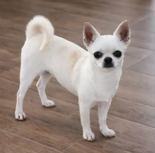 Chihuahua fêmea 