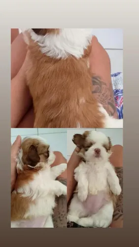 Shih Tzu fêmea para reserva 