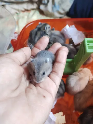 Filhotes de hamsters anão russo