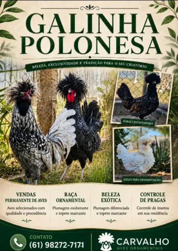 Pintinho Polonesa