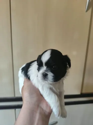 Vendo filhotes de Shih Tzu fêmeas e machos 