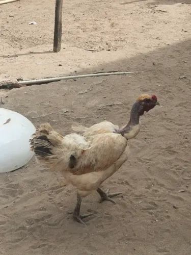 Galinha