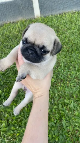 Pug filhote macho