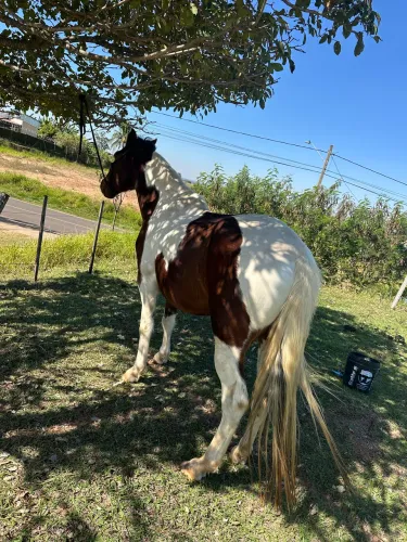 Cavalo valor 3700