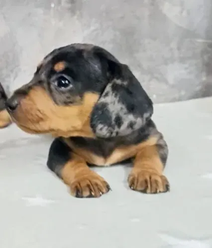 Basset salsichinha (alerquin, mofadinho)