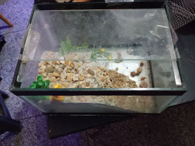 Aquário aquáterrario 7 litros