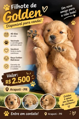 Golden Retriever 