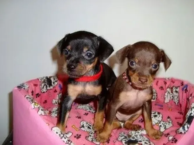 Filhotinhos Pinscher/Pincher linhagem selecionada saudável e brincalhão