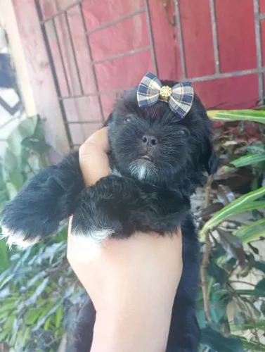 Filhote de shih Tzu disponível