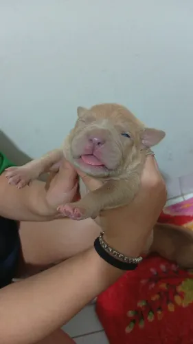 Vendo e aceito encomendas de pitmonster
