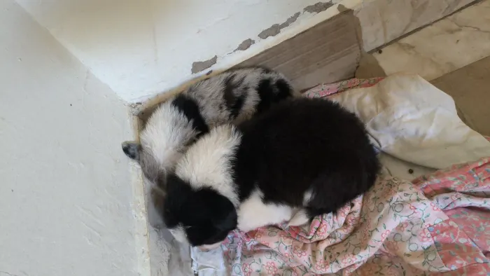 Filhotes cachorro boder collie