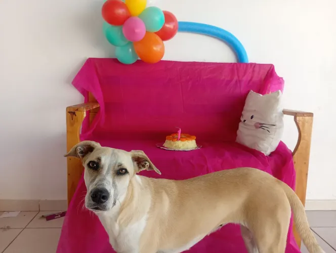 Doação de cadela 