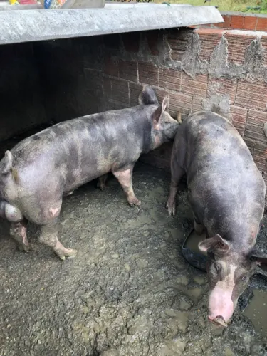 Vendo porco pietram
