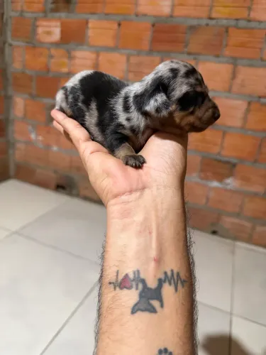 Daschund macho salsicha Merle 