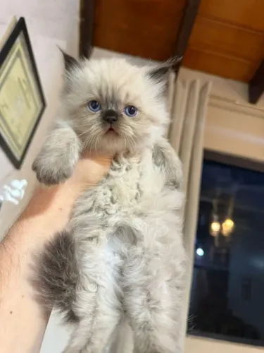 Gato Persa lindos filhotinhos com aparência encantadora