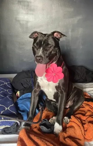 Doa-se American Staffordshire 