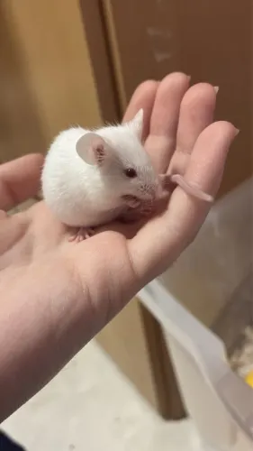 doação de camundongo ratinho macho (NÃO VOU DOAR ANTES DE VER SE A PESSOA VAI CUIDAR BEM)