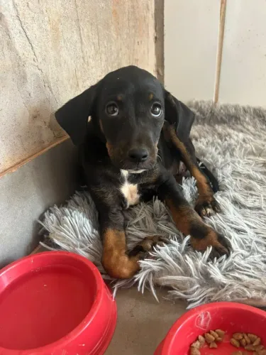 Para adoção