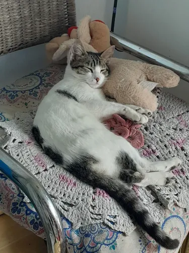 Gatinho para doação