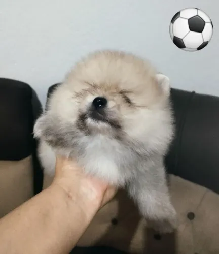Bebê lindo de spitz