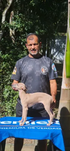 Galguinho - O menor dos Galgos