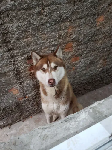 Husky Siberiano