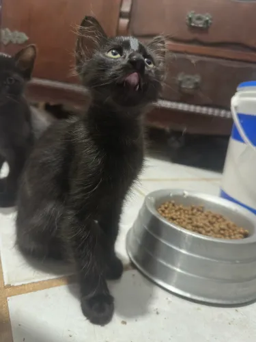 Gatinhos pretos para adoção responsável