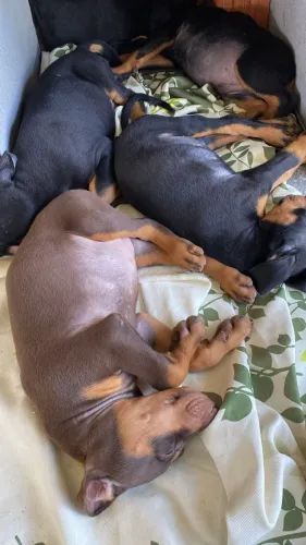 Doberman mega Promoção