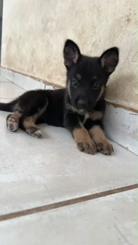 Cachorro 
