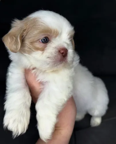 Filhote de Lhasa Apso