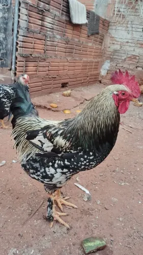 Galo caipira