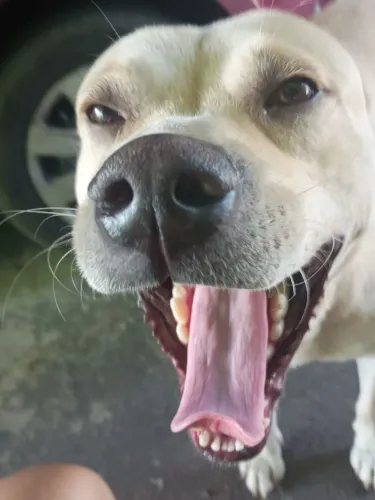 Doando cachorro