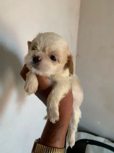 Shih Tzu fêmeas!!!