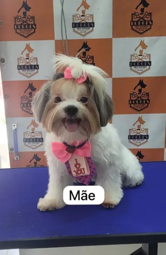 Filhote de LHASA APSO