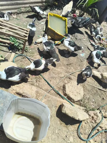 Vendo filhotes de pato 