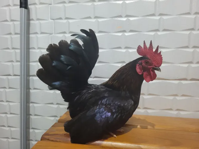 1 Galo e 2 galinhas novos