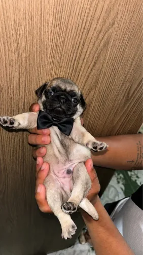 Filhote pug