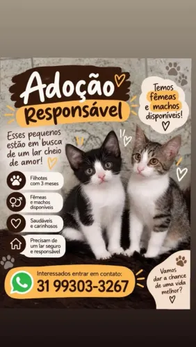 Doação de filhotes de gato