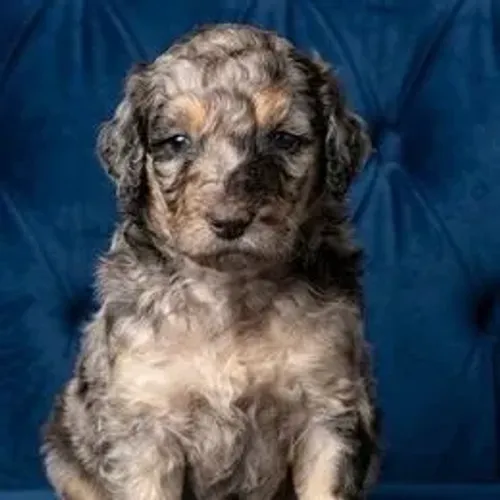 Poodle,Poodle Filhote Pronto para Novo Lar com Muito Carinho e Elegância