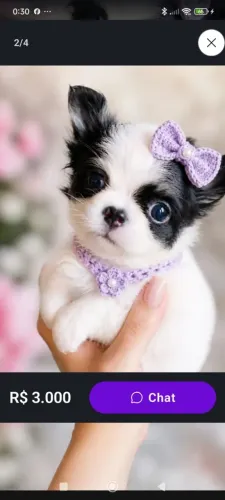Chihuahua Fêmea Pelo Longo!Perfeição da raça!