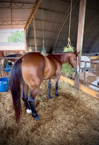 Cavalo Corona Cartel PRONTO (3 tambores).