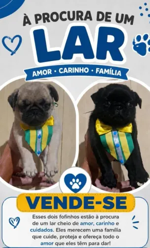 Pug filhotes cada