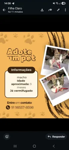Doação gatinho macho